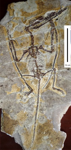 Ludodactylus sp.